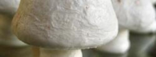 грибочки из безе. Шаг 6