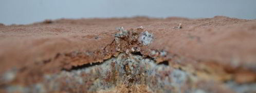 торт-безе с маково-сливочным кремом. Шаг 8