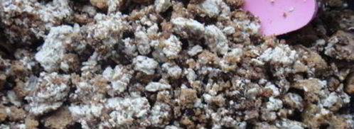 грушевые лодочки с пряником и халвой. Шаг 10