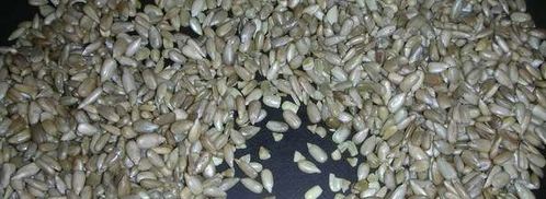 халва домашняя из семечек. Шаг 3