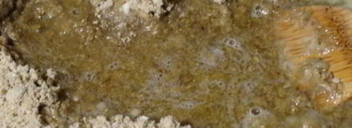 халва домашняя. Шаг 10