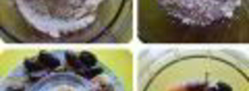 нутовые конфетки. Шаг 3