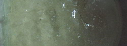 апельсиново-маковый рулет с кремом из маскарпоне. Шаг 9