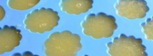 мармелад из дыни. Шаг 8