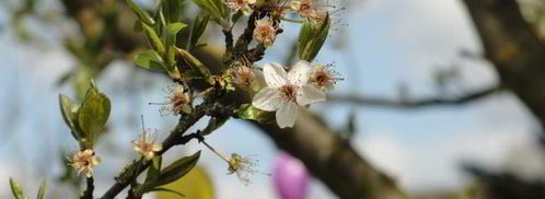 пасха-кулич. Шаг 9