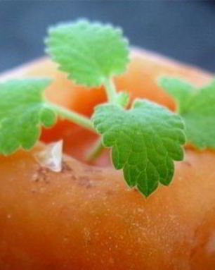 Абрикосовый щербет