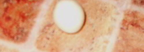 мастика из маршмеллоу и розы. Шаг 10