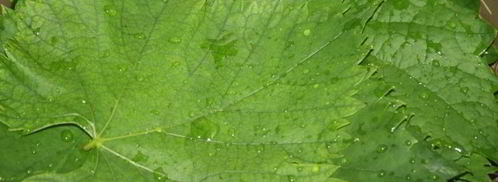 долма из молодых виноградных листьев с начинкой из смешанного фарша. Шаг 3