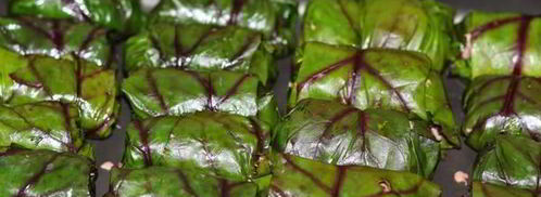 голубцы из свекольной ботвы с булгуром. Шаг 13