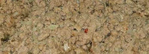 голубцы. Шаг 16