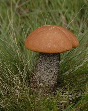 Подосиновики в духовке