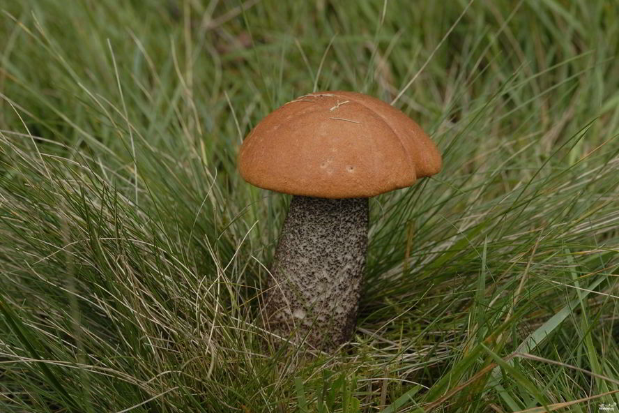 Рецепт подосиновиков в духовке