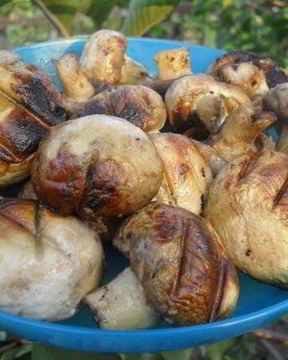 Шампиньоны гриль