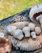 Тушеные зонтики