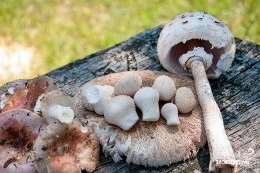 Рецепт тушеных зонтиков