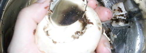 закусочные фаршированные шампиньоны. Шаг 3