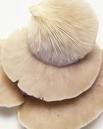 Жаренские вешенки в кляре