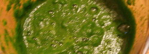 домашняя зеленая лазанья. Шаг 15