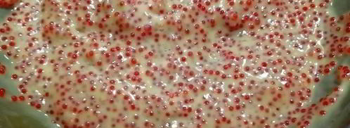 гедза с паштетом из тунца и куриной печенью. Шаг 15