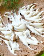 Гусиная печень