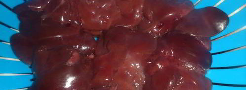 печень со стрелками чеснока. Шаг 3