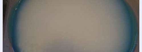 плов по-узбекски. Шаг 66