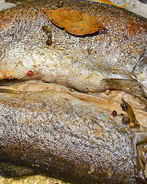 Речная рыба в духовке