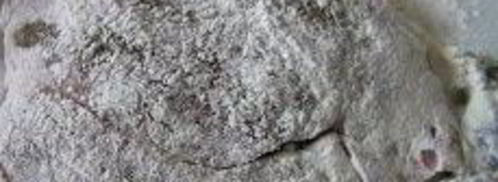 шницель в мятной панировке с кунжутом. Шаг 8