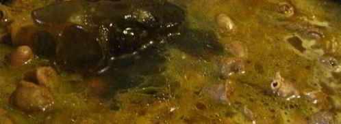 гречка с куриными сердечками. Шаг 31