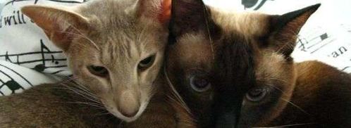 овсянка. Шаг 122