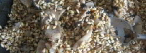 перловая каша в духовке. Шаг 6