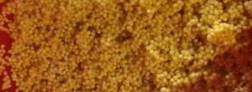 пшеничная каша с соевым мясом и овощами. Шаг 5