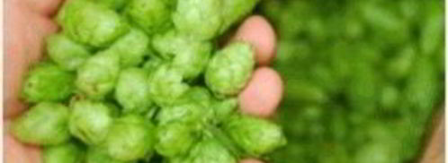 домашнее пиво из свеклы. Шаг 4