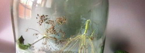 огурцы квашеные с водкой. Шаг 5