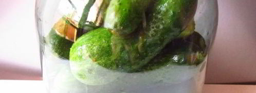 огурцы квашеные с водкой. Шаг 6