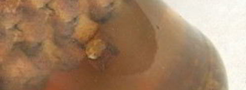 квас из бородинского хлеба без дрожжей. Шаг 8