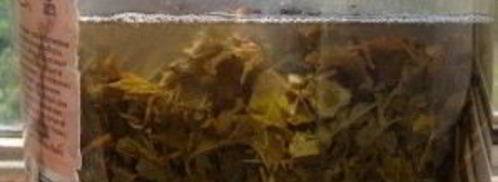 квас из виноградных листьев. Шаг 5