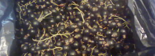 ликер королевский. Шаг 12