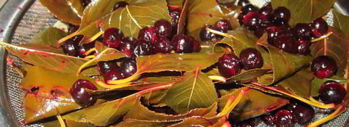 ликер вишневый. Шаг 4