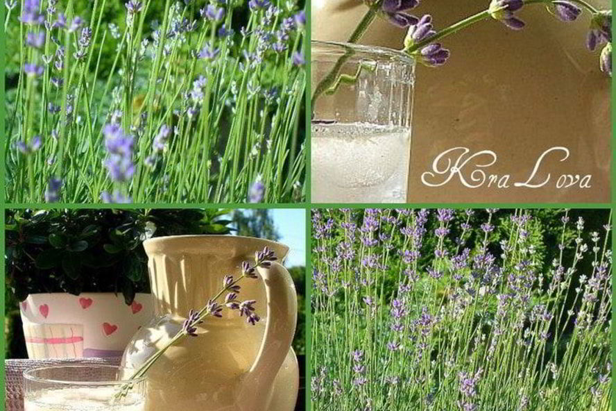 Рецепт лимонада с лавандой