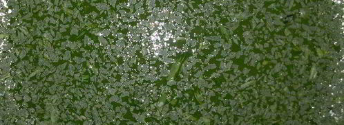 лимонад тархун. Шаг 5