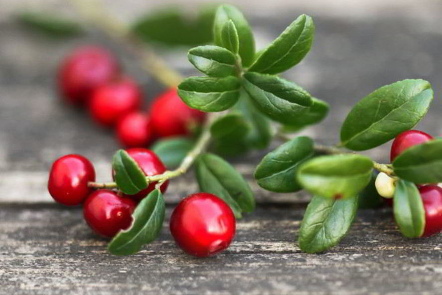 Рецепт домашней наливки из брусники