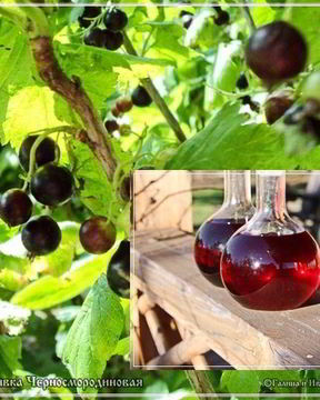 Наливка черносмородиновая