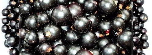 наливка черносмородиновая. Шаг 3