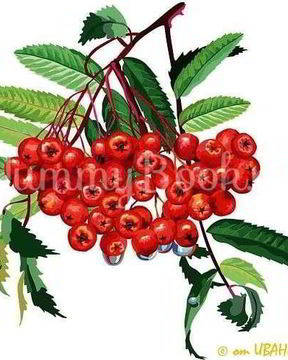 Рябиновая наливка