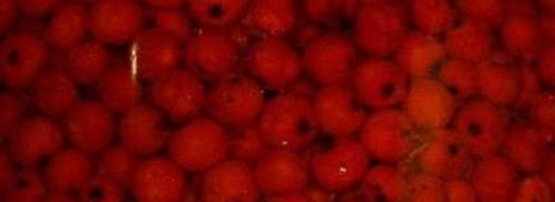 рябиновая наливка. Шаг 28