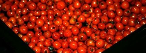 рябиновая наливка. Шаг 21