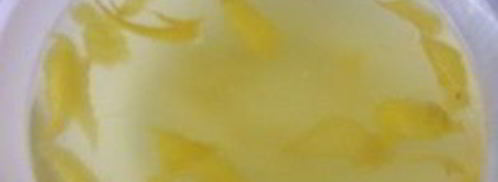 лимонная настойка на спирту. Шаг 4