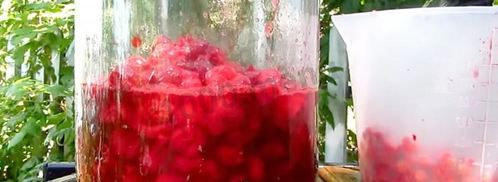 настойка из вишни на спирту домашняя. Шаг 3