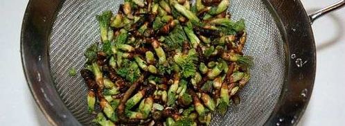 настойка на смородиновых почках. Шаг 10